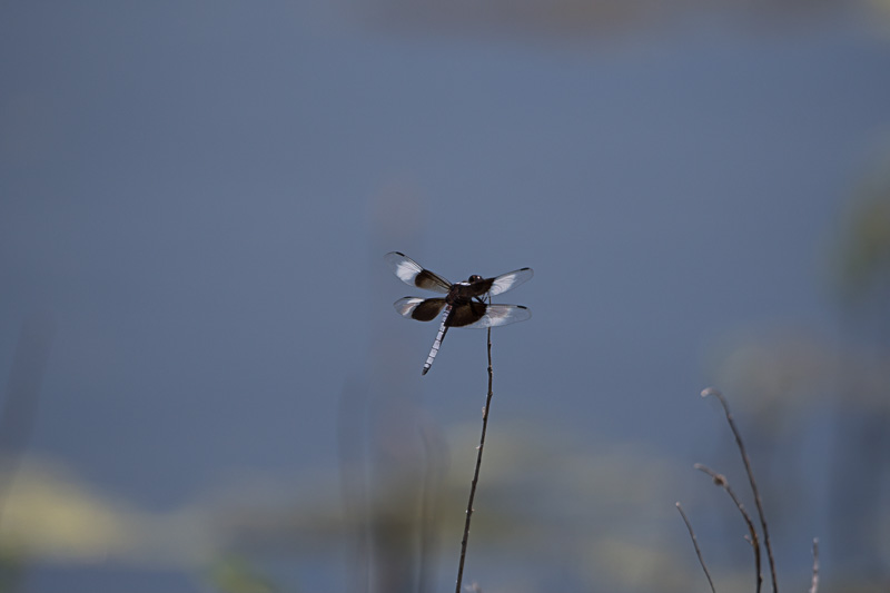 Widow Skimmer